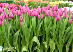 Tulipa Amedea ® (2)